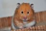 Hamsterhuette´s Maracuja